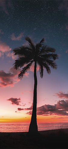 Tropical Wallpaper